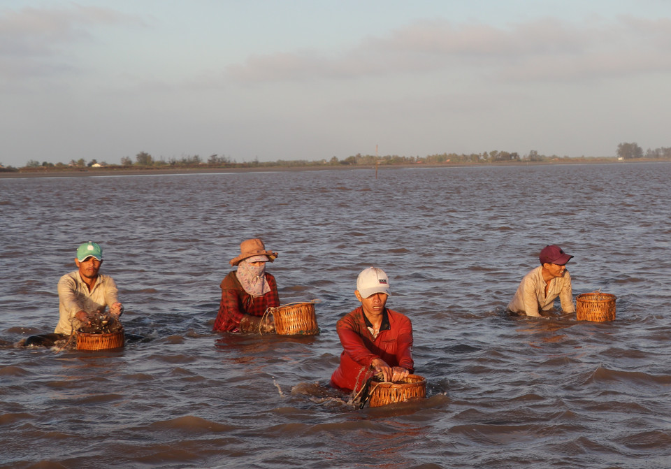 Người nông dân ngâm mình trong nước biển suốt thời gian thu hoạch nghêu. (Ảnh: Hạnh Nguyễn/Vietnam+)