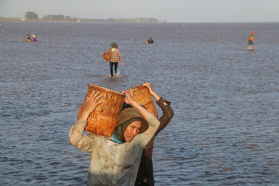 Toàn bộ vùng nghêu của Bến Tre được cấp Chứng nhận MSC cho sản phẩm thủy sản đảm bảo được khai thác từ một ngư trường bền vững, quản lý tốt và khai thác có trách nhiệm. (Ảnh: Hạnh Nguyễn/Vietnam+)
