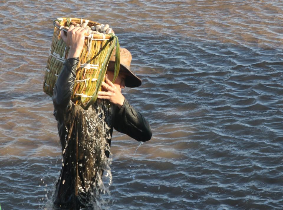 Mỗi buổi làm, xã viên có thể thu hoạch từ 10-25 gùi nghêu/ngày. (Ảnh: Hạnh Nguyễn/Vietnam+)