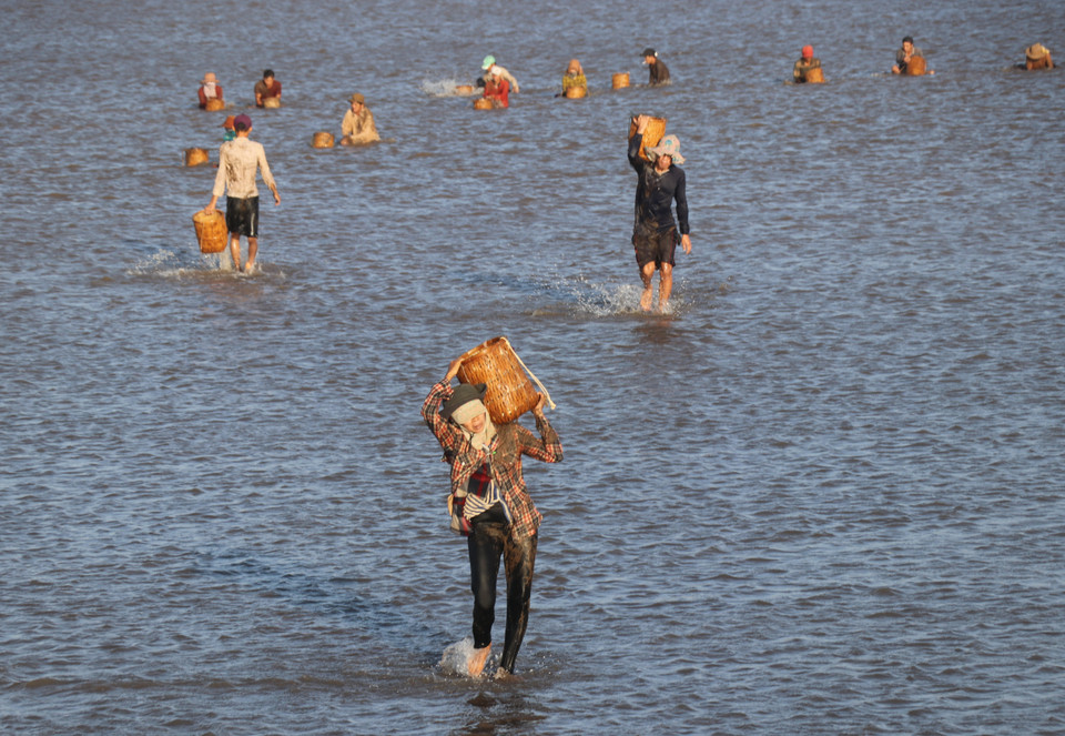 Mùa nghêu 2020, các xã viên đầu tư sản xuất nghêu thua lỗ hơn 20% do tác động của biến động khí hậu khiến nước biển nóng lên khiến nghêu chết hàng loạt. (Ảnh: Hạnh Nguyễn/Vietnam+)