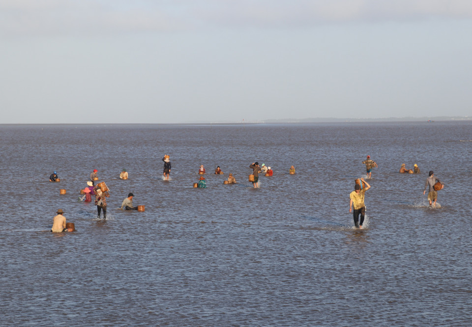 Thời gian thu hoạch nghêu trên cồn rất ngắn, bắt đầu khoảng 4 giờ đến 8 giờ sáng, khi con nước bắt đầu lên là kết thúc. (Ảnh: Hạnh Nguyễn/Vietnam+)