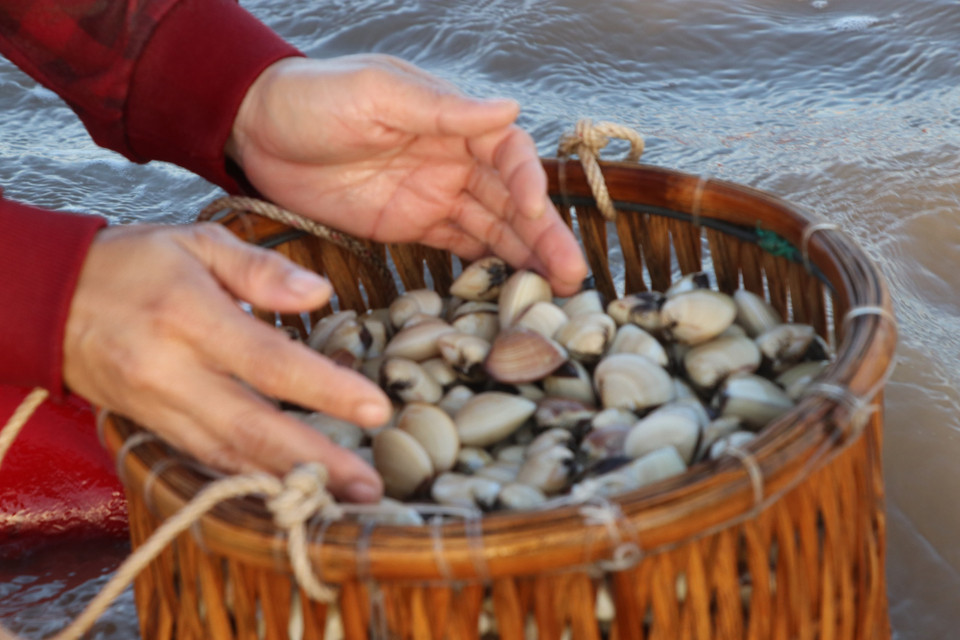 Cộng đồng nghề nghêu tỉnh Bến Tre, Trà Vinh và Tiền Giang liên kết chuỗi giá trị giữa người sản xuất, doanh nghiệp, nhà khoa học và cơ quan quản lý nhằm đảm bảo yêu cầu sản xuất bền vững, nâng cao năng lực cạnh tranh, đối phó với những biến đổi khí hậu. (Ảnh: Hạnh Nguyễn/Vietnam+)