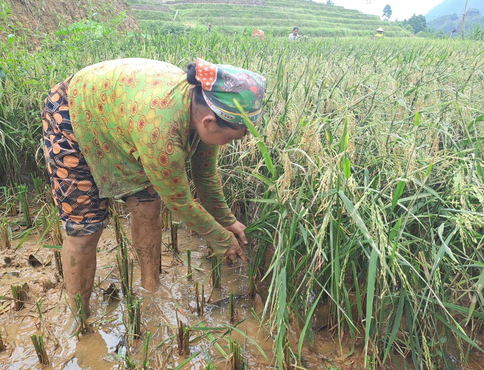 Người dân thôn Lũng Cáng (xã Thuận Hòa, Vị Xuyên, Hà Giang) kiểm tra lại đồng ruộng sau lũ. (Ảnh: Đức Thọ/TTXVN)