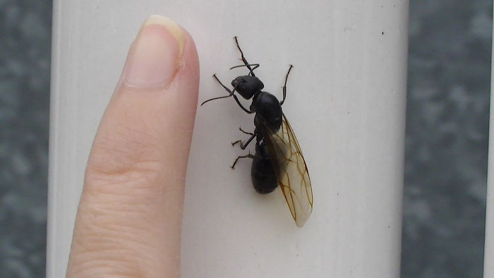 Các nhà sinh vật học vẫn chưa tính được chính xác tuổi thọ của các loài kiến chúa. Cho đến này, con kiến chúa sống lâu nhất được ghi nhận là khoảng 30 tuổi, và rất có thể có nhiều loài kiến còn sống lâu hơn thế. (Nguồn: Boredpanda)