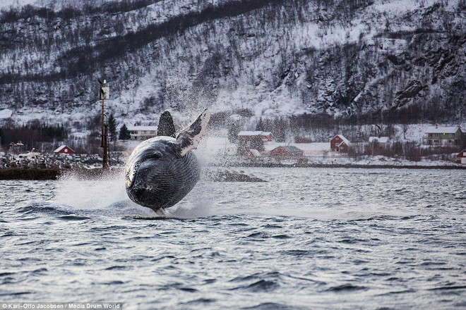 Con cá voi lưng gù dài 15m và nặng 40 tấn. (Nguồn: Daily Mail)