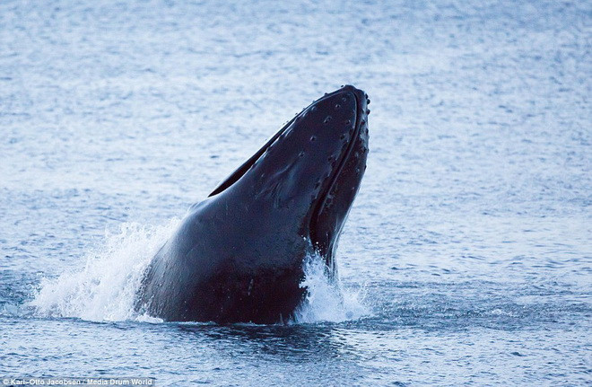 Con cá voi lưng gù nhảy cách thuyền của Jacobsen vài chục mét. (Nguồn: Daily Mail)