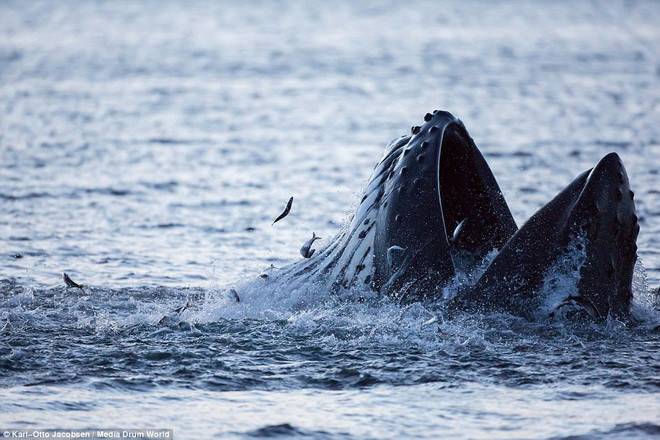 Con cá voi lưng gù nhảy cách thuyền của Jacobsen vài chục mét. (Nguồn: Daily Mail)