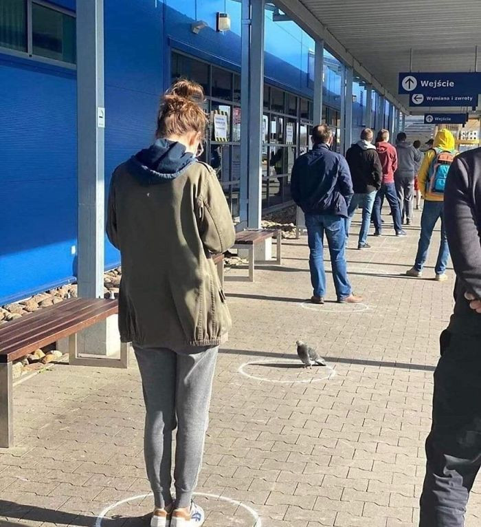 Những vòng tròn đánh dấu đảm bảo khoảng cách an toàn khi xếp hàng đi mua sắm cũng thu hút sự chú ý của những chú bồ câu. (Nguồn: boredpanda.com)