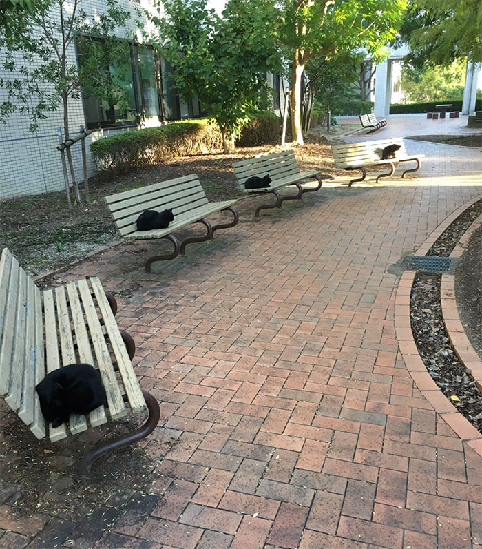 Khi mọi người được khuyến cáo ở nhà, những khu vực vui chơi giải trí trở nên vắng vẻ và trở thành thiên đường cho loài vật, và thật tình cờ chúng cũng giữ đúng khoảng cách khi nghỉ ngơi trên những chiếc ghế côngviên. (Nguồn: boredpanda.com)