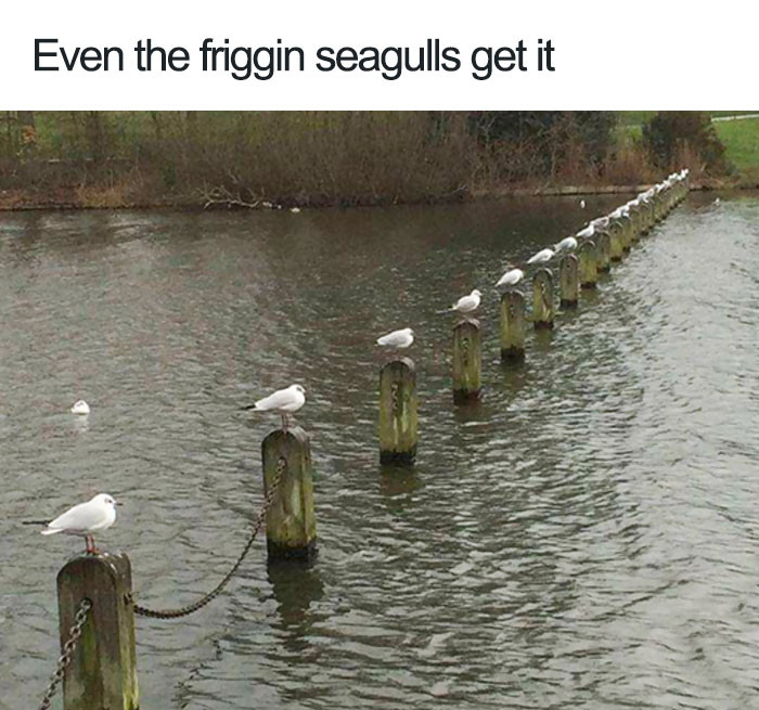 Tuân thủ giãn cách xã hội nghĩa là mỗi cọc chỉ có 1 chú chim đậu. (Nguồn: boredpanda.com)