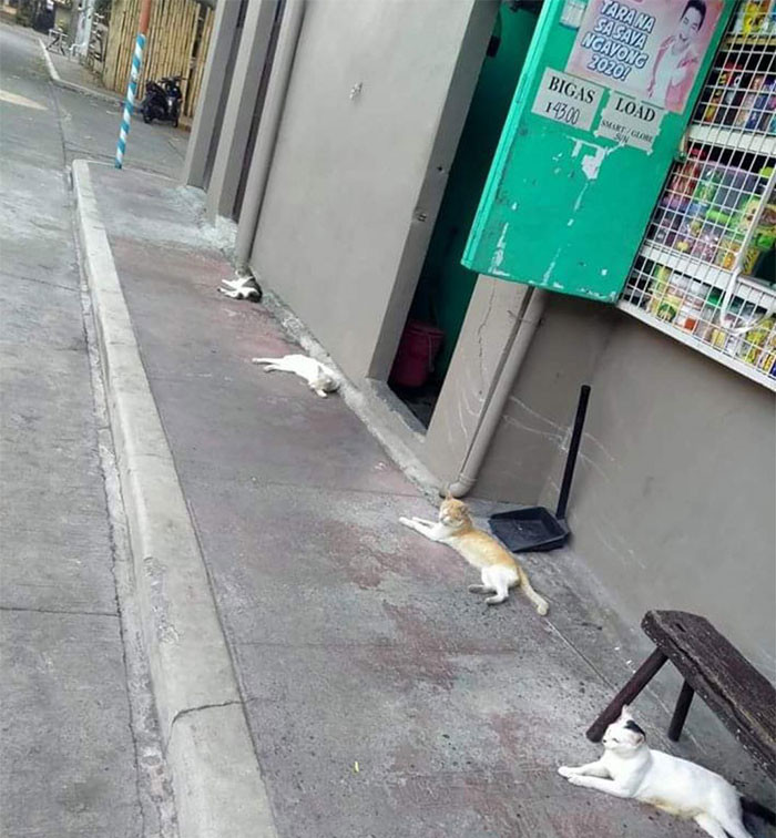 Ngay cả khi tụ tập trò chuyện cũng phải đảm bảo cách xa nhau 1m. (Nguồn: boredpanda.com)