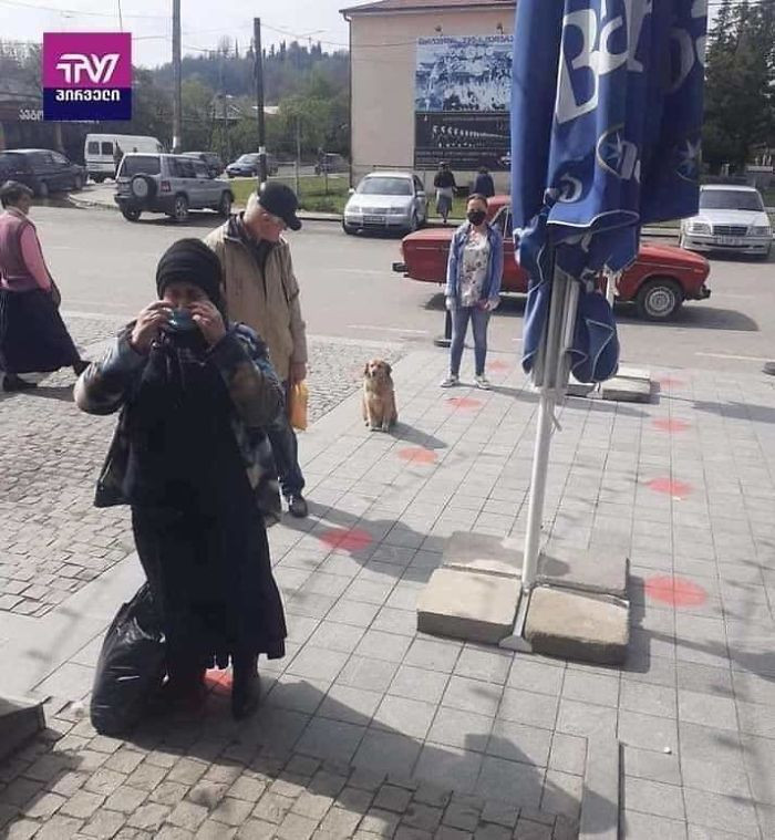 Chú chó đáng yêu đứng đúng vị trí đánh dấu dành cho người xếp hàng. (Nguồn: boredpanda.com)