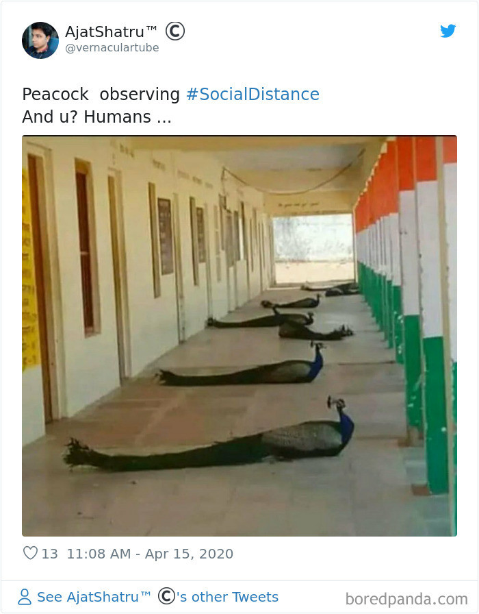 Mọi người đều được khuyên ở tại nhà, và ở yên một chỗ, giống như những chú công trong bức ảnh. (Nguồn: boredpanda.com)