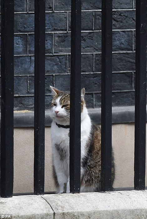 Chú mèo Larry trên bậc thềm của ngôi nhà số 10. Sau khi ông Cameron rời đi, Larry vẫn ở lại với cương vị ​'thủ lĩnh bắt chuột.' (Nguồn: Dailymail)
