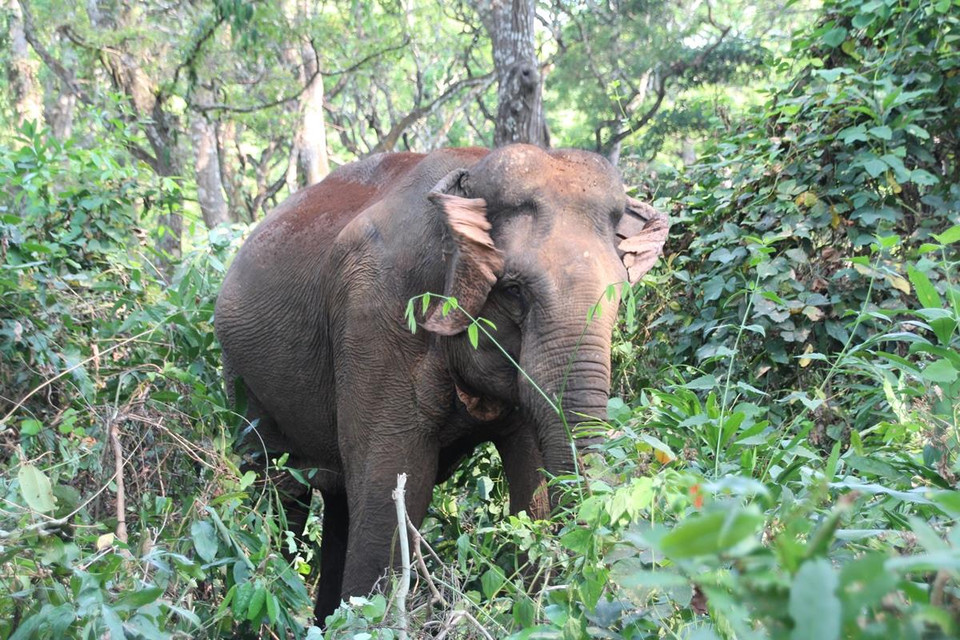 Không mạnh tay với các đối tượng tội phạm buôn bán ngà voi trái phép, loài voi còn đổ máu. (Ảnh: PV/Vietnam+)