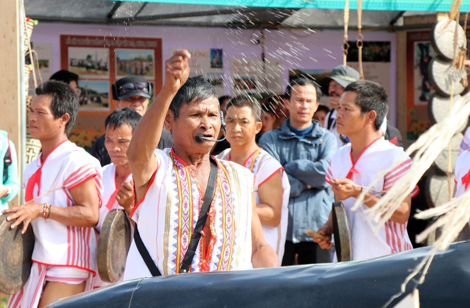 Già A Ren ném gạo vào con vật hiến sinh (trâu) với ngụ ý cho trâu ăn đồng thời mong con vật hiến sinh sẽ đem hết vận xui đi và mang lại may mắn cho gia đình, cộng đồng làng. (Ảnh: Cao Nguyên/TTXVN)