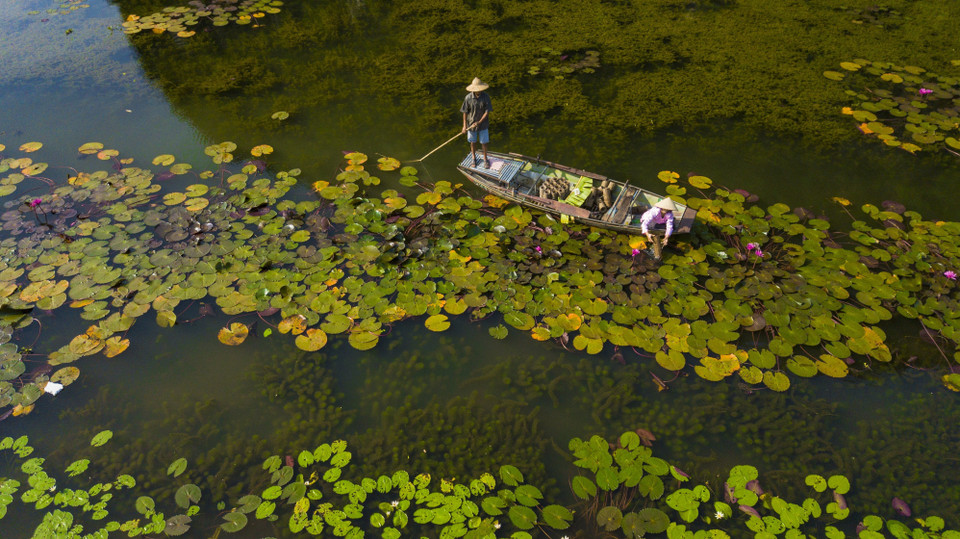 Những loại thủy sinh phong phú dưới làn nước tạo nên một vẻ đẹp ấn tượng của tự nhiên. (Ảnh: Minh Đức/TTXVN)