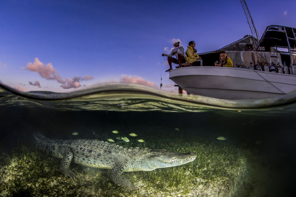Một con cá sấu Mỹ đang chờ săn mồi. (Nguồn: NatGeo)