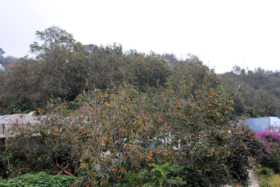 Những cây hồng dùng để sấy gió ở thôn Đất Làng (xã Xuân Trường, vùng ven thành phố Đà Lạt). (Ảnh: Đặng Tuấn/TTXVN)