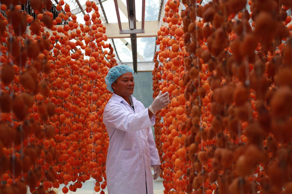 Quả hồng được treo bằng dây, cách nhau khoảng 20 - 25cm để làn gió tự nhiên sấy khô dần. Sau 20 -25 ngày, quả sẽ co dần do mất nước nhưng vẫn giữ lại được lượng đường bên trong. Gặp lúc thời tiết đẹp thì 6kg quả tươi cho ra 1kg quả khô. (Ảnh: Đặng Tuấn/TTXVN)