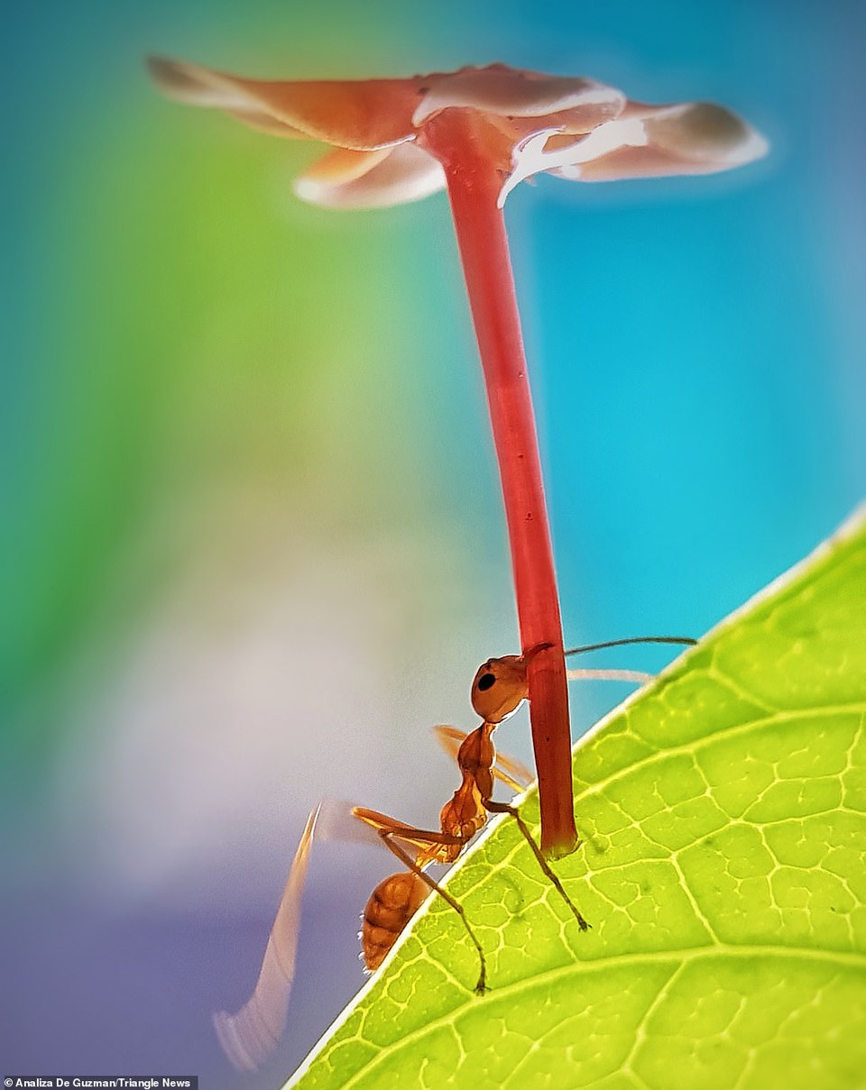 Khi chiếc máy ảnh bị hỏng, nhiếp ảnh gia Analiza Daran De Guzman đã sử dụng Samsung Galaxy Note 8 được trang bị ống kính macro clip-on để chụp ảnh. (Nguồn: Daily Mail)