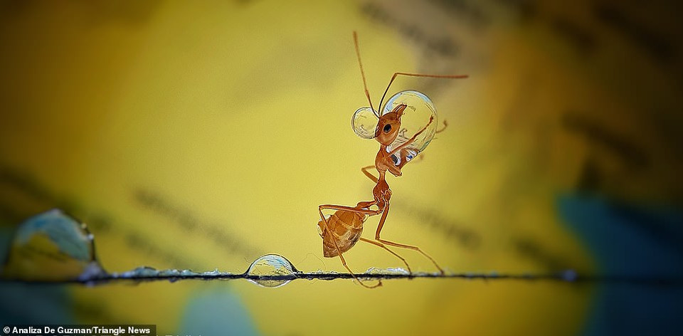 Để làm chậm tốc độ của chúng, cô đã nhỏ những giọt nước trên đường đi của chúng, chụp những khoảnh khắc kiến dừng lại để uống nước. (Nguồn: Daily Mail)