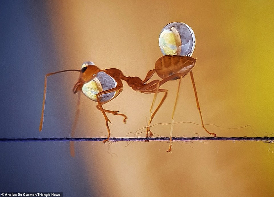 Một nghiên cứu cho thấy số lượng của kiến so sánh với người có tỷ lệ 1 triệu con kiến/1 người. (Nguồn: Daily Mail)