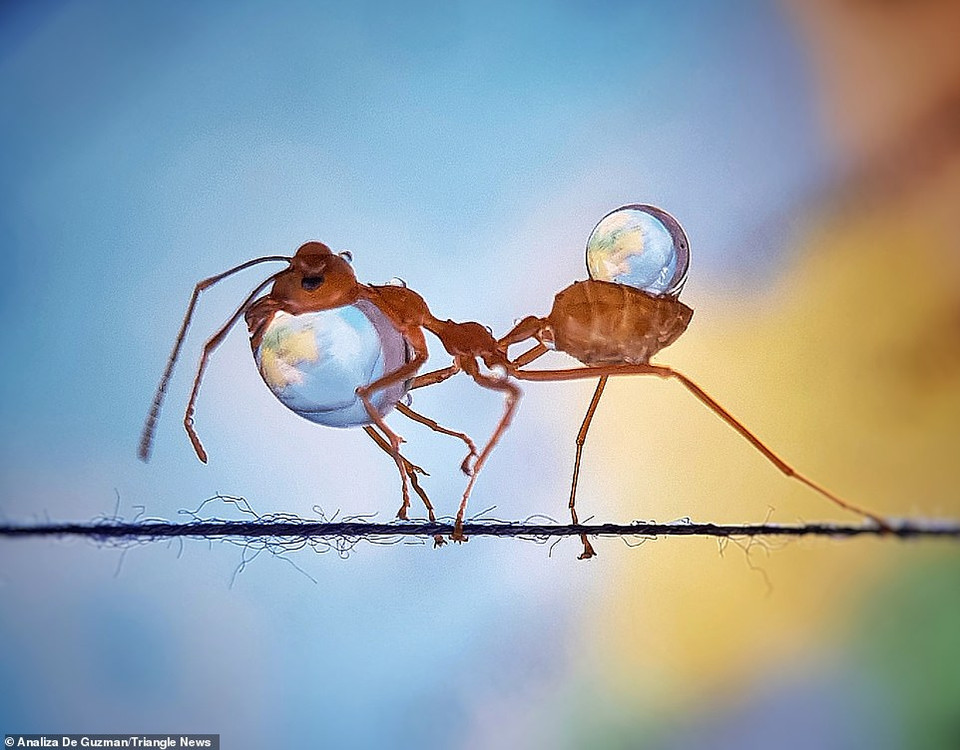 Bức ảnh tuyệt đẹp về chú kiến với những giọt nước, khiến nó trông như một vận động viên thể dục dụng cụ. (Nguồn: Daily Mail)