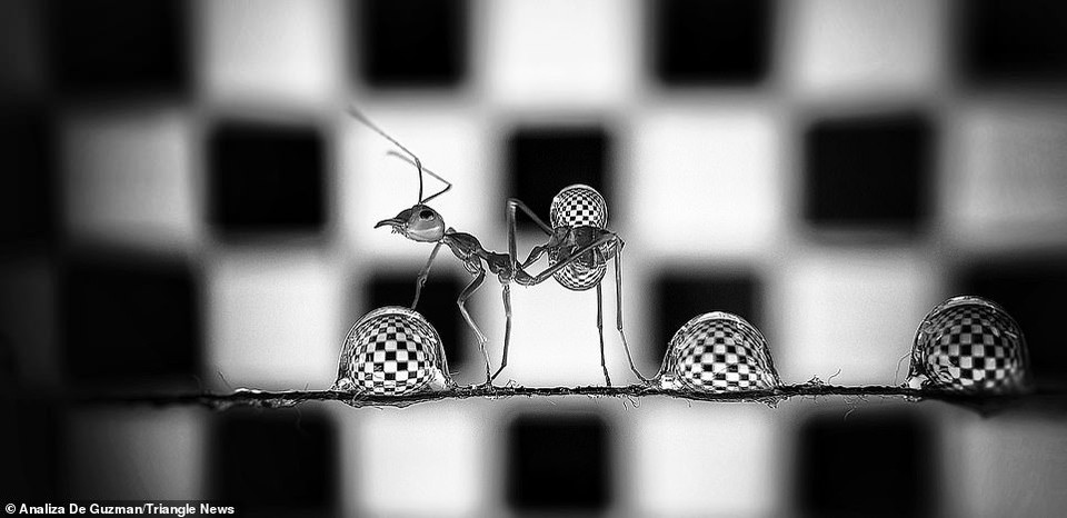 Cô cho biết kiến thường di chuyển rất nhanh nên rất khó chụp ảnh. (Nguồn: Daily Mail)