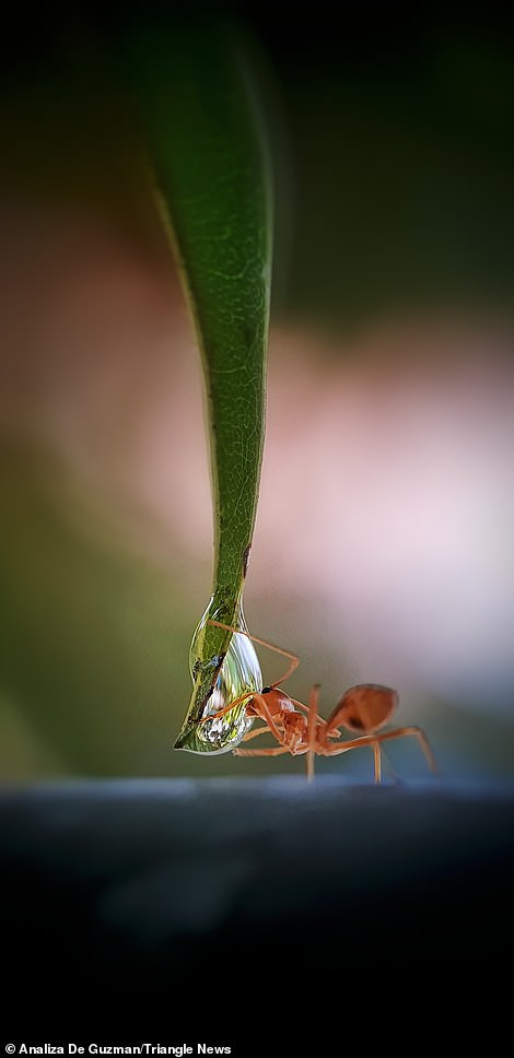 Kiến có mặt ở khắp mọi nơi trên thế giới, trừ Nam Cực. (Nguồn: Daily Mail)