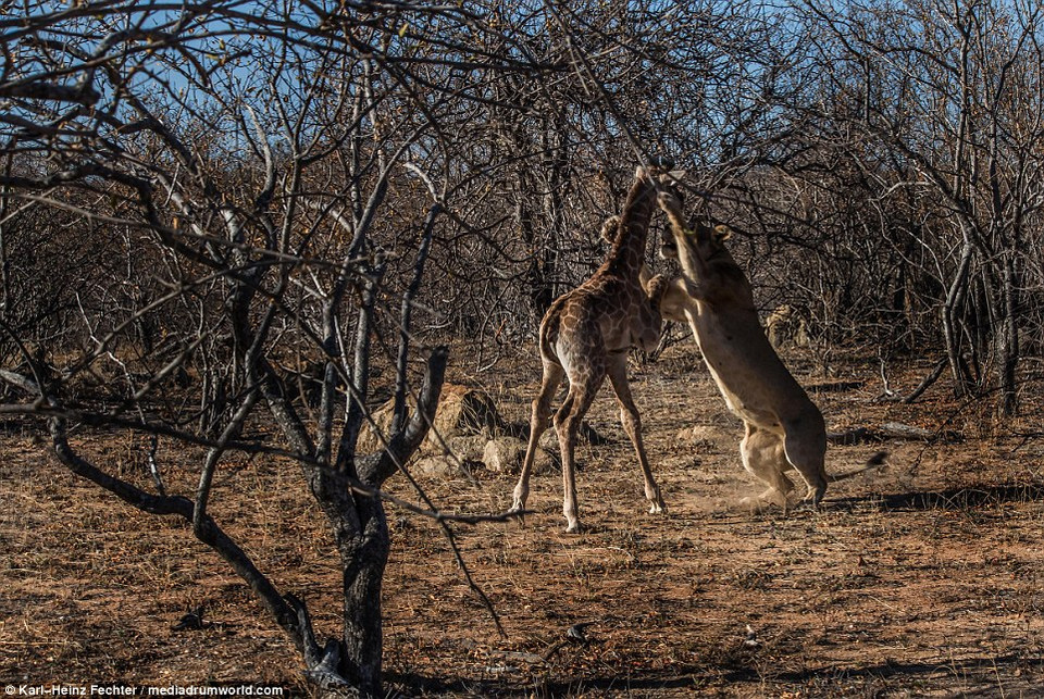 Tuy nhiên, chú sư tử đã cố giữ con mồi lại. (Nguồn: Karl-Heinz Fechter)