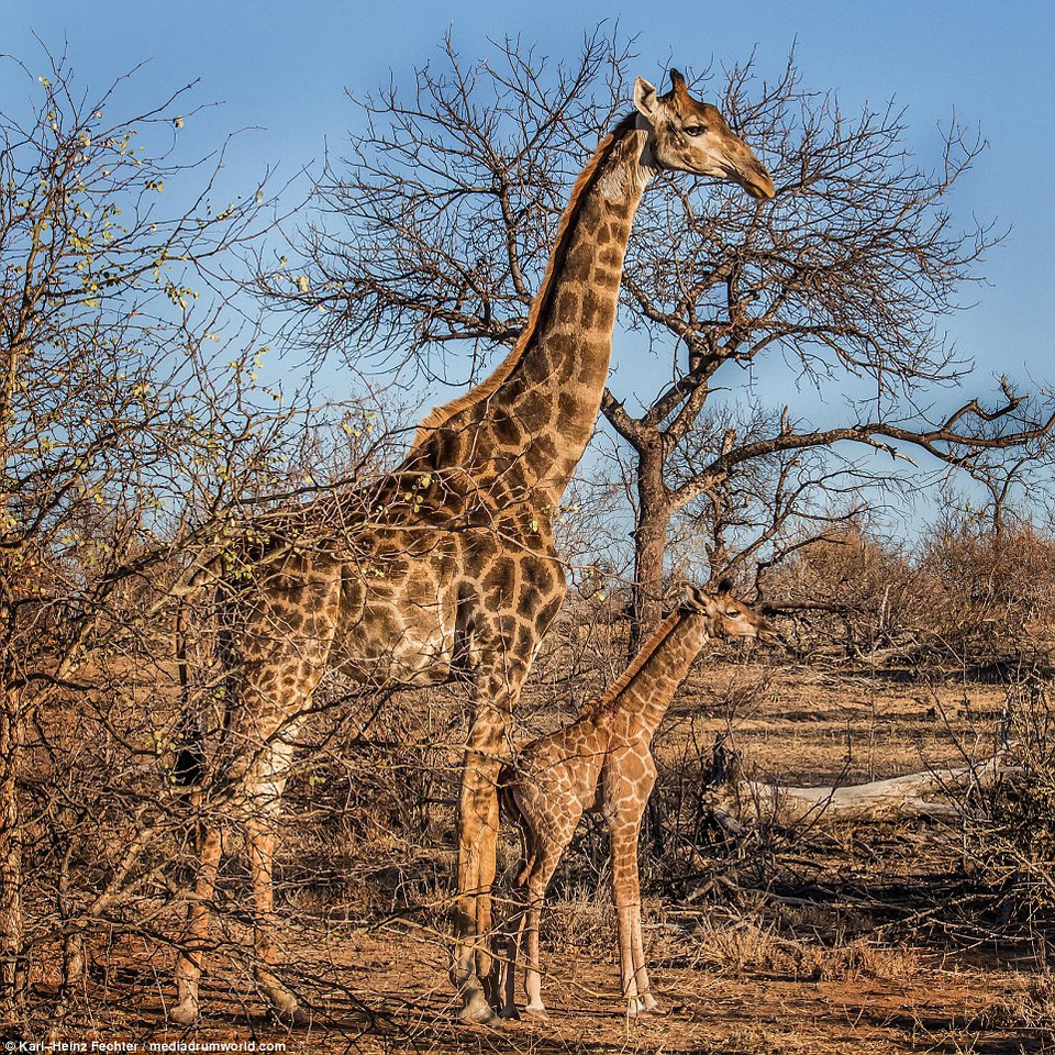 Chú hươu cao cổ con đang tập đi săn mồi cùng mẹ thì lọt vào tầm ngắm của con sư tử. (Nguồn: Karl-Heinz Fechter)