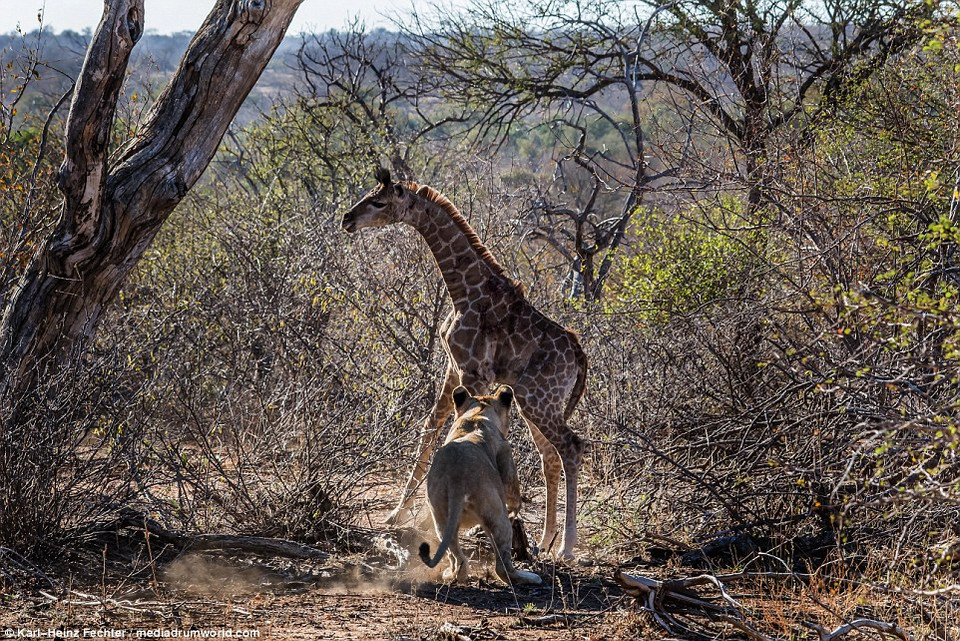 Khi thấy hươu cao cổ con tách khỏi mẹ, chú sư tử đã chớp cơ hội lao tới vồ lấy miếng mồi. (Nguồn: Karl-Heinz Fechter)