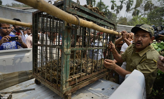 Con báo được cho vào một lồng sắt để đưa tới vườn thú điều trị vết thương. (Nguồn: EPA)