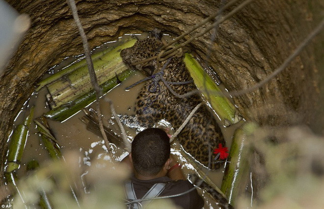Các nhân viên cứu hộ đã bắn thuốc mê trước khi giải cứu. (Nguồn: AP)