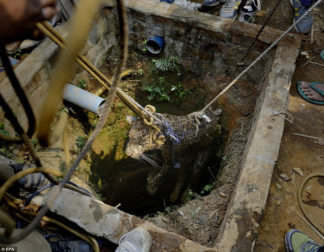 Các nhân viên cứu hộ buộc dây thừng quanh con báo để kéo nó lên. (Nguồn: EPA)