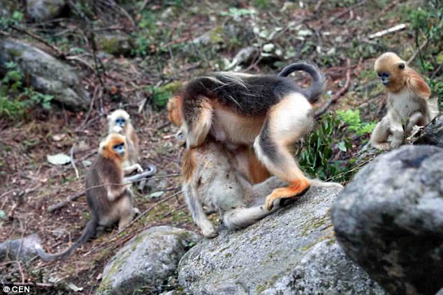 Khỉ mũi tẹt lông vàng được Tổ chức bảo tồn thiên nhiên quốc tế (IUCN) liệt vào dạng quý hiếm và cần được bảo vệ. (Nguồn: CEN)