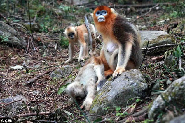 Khỉ mẹ ôm chặt lấy con mình và không tin nổi con mình đã chết. (Nguồn: CEN)