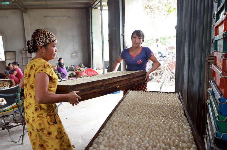 Mỗi năm, hộ chế biến long nhãn Ngô Văn Vinh ở thôn Lễ Châu, xã Hồng Nam, thành phố Hưng Yên, chế biến được khoảng 200 tấn quả nhãn tươi, tạo việc làm cho 60 lao động. (Ảnh: Vũ Sinh/TTXVN)
