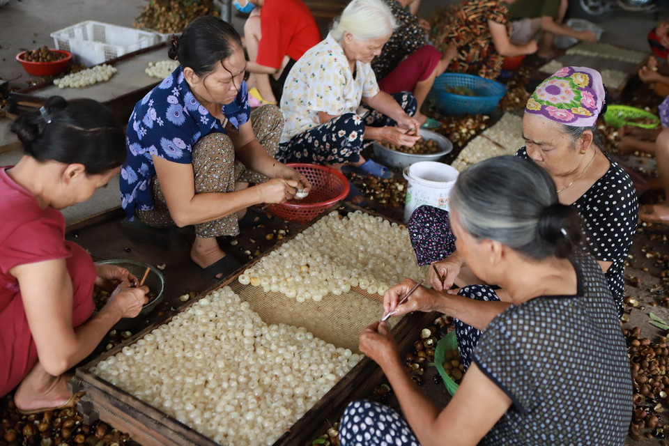 Nghề chế biến long nhãn sấy khô đã có từ nhiều năm nay và tập trung ở các xã Ba Hàng, Phương Chiểu, Hồng Nam, Tân Hưng… thành phố Hưng Yên. (Ảnh: Vũ Sinh/TTXVN)