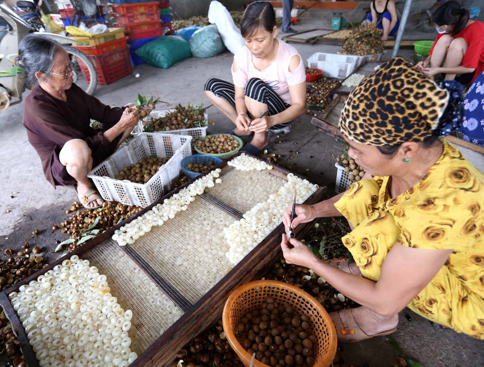 Mỗi năm, hộ chế biến long nhãn Ngô Văn Vinh ở thôn Lễ Châu, xã Hồng Nam, thành phố Hưng Yên, chế biến được khoảng 200 tấn quả nhãn tươi, tạo việc làm cho 60 lao động. (Ảnh: Vũ Sinh/TTXVN)