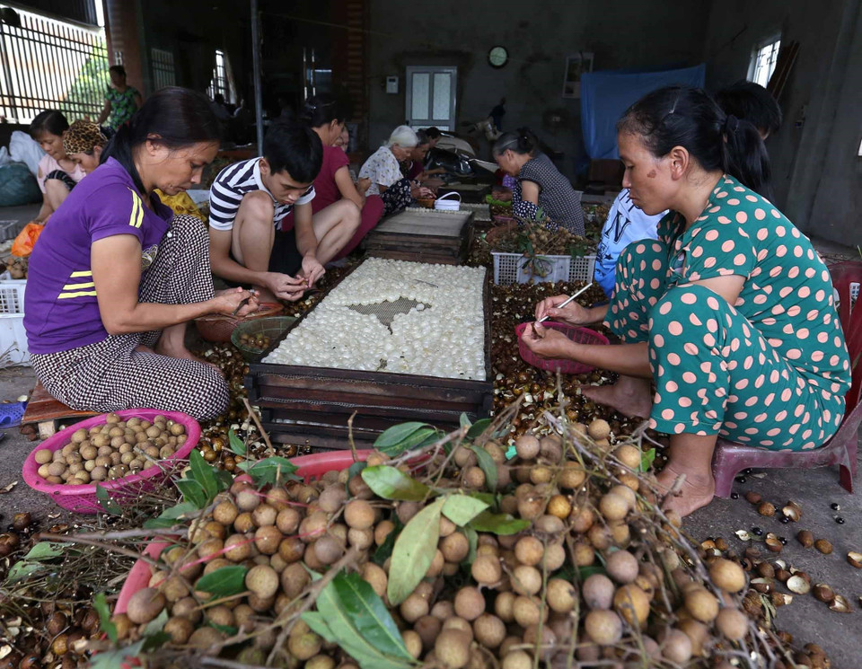 Mỗi năm, các làng nghề chế biến và cung cấp cho thị trường trong nước và xuất khẩu sang thị trường Trung Quốc từ 10.000 - 15.000 tấn quả nhãn tươi, tương đương 1.000 - 1.500 tấn long nhãn thành phẩm. (Ảnh: Vũ Sinh/TTXVN)