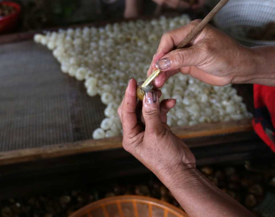 Công đoạn tách vỏ, bỏ hạt nhãn (xoáy long) trước khi sấy khô long nhãn tại hộ Ngô Văn Vinh ở thôn Lễ Châu, xã Hồng Nam, thành phố Hưng Yên, mỗi năm gia đình anh chế biến được khoảng 200 tấn quả nhãn tươi, tạo việc làm cho 60 lao động. (Ảnh: Vũ Sinh/TTXVN)