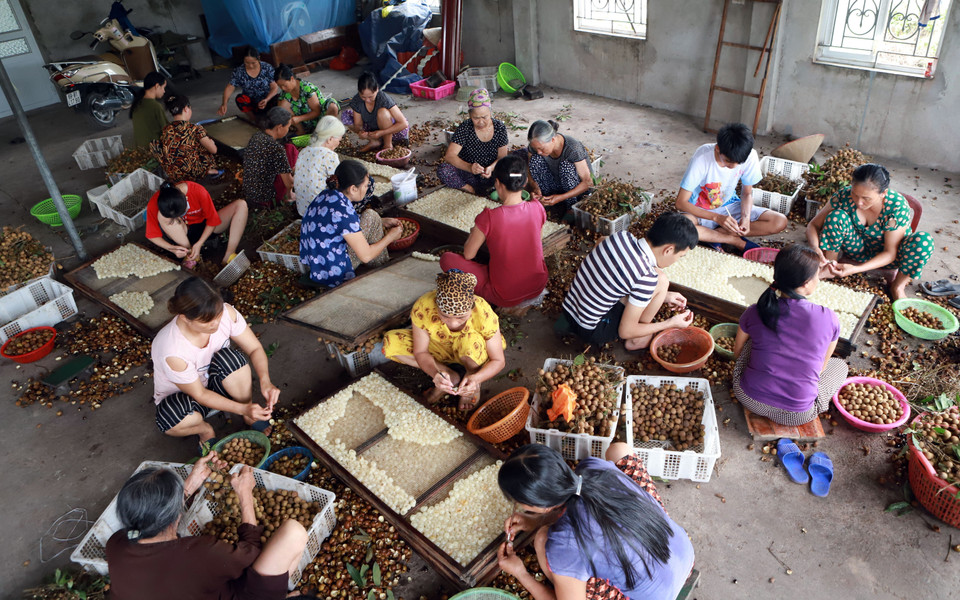 Hoạt động này mang về doanh thu hàng trăm tỷ đồng, tạo việc làm có thu nhập ổn định cho hàng nghìn lao động tại địa phương. (Ảnh: Vũ Sinh/TTXVN)