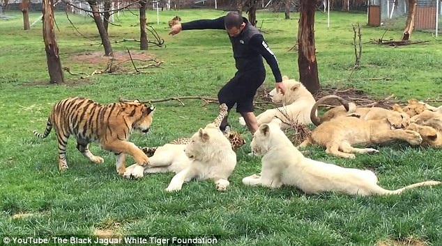 Dù bị con báo tấn công nhưng Serio vẫn bình tĩnh vỗ về nó. (Nguồn: Daily Mail)