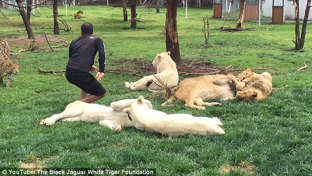 May mắn cho Serio khi con hổ đứng gần đó đã kịp thời lao ra cản. (Nguồn: Daily Mail)