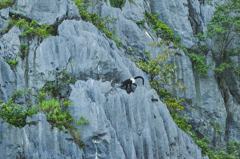 Khu bảo tồn thiên nhiên Vân Long là nơi có nhiều cá thể voọc mông trắng sinh sống. (Ảnh: Minh Đức/TTXVN)