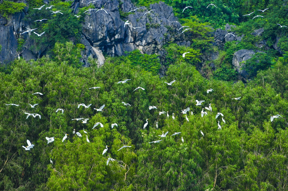 Năm 1999, nơi đây trở thành khu bảo tồn thiên nhiên, được ghi trong danh sách các khu bảo vệ đất ngập nước và danh mục hệ thống các khu rừng đặc dụng Việt Nam. (Ảnh: Minh Đức/TTXVN)