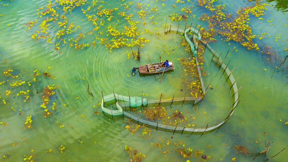 Vân Long là khu bảo tồn thiên nhiên đất ngập nước lớn nhất vùng Đồng bằng châu thổ Bắc Bộ. (Ảnh: Minh Đức/TTXVN)