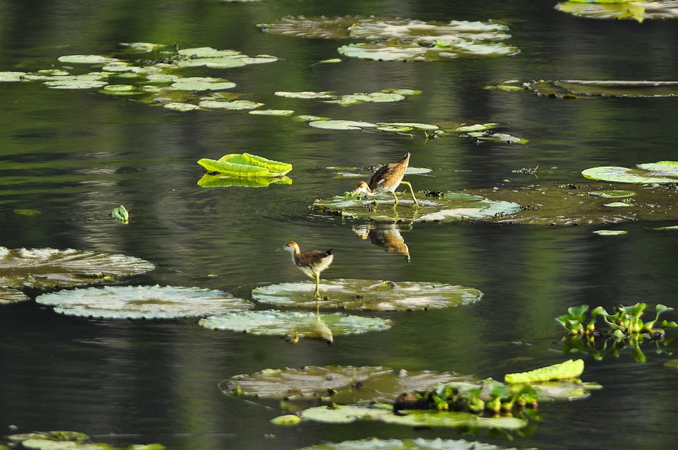 Nhiều loài chim nước sinh sống tại khu bảo tồn thiên nhiên Vân Long. (Ảnh: Minh Đức/TTXVN)